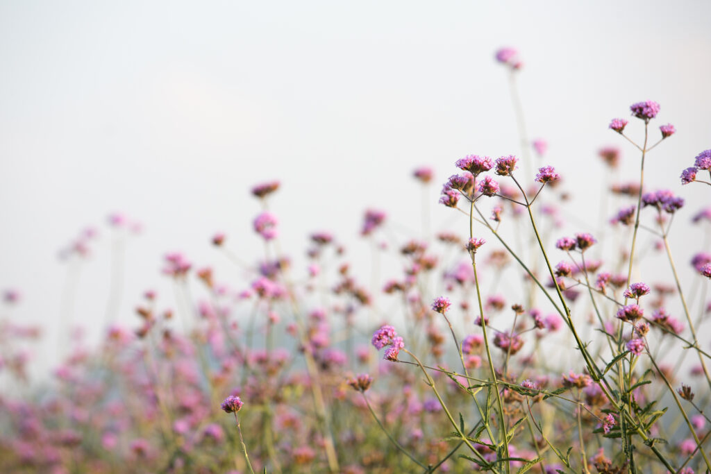 Prestations Doul'Ame : Champ de fleurs avec un ciel bleu en arrière plan
